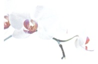Symbole